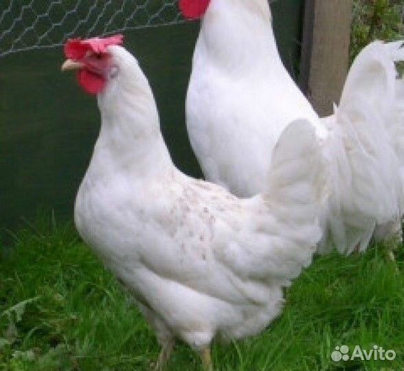 Куры несушки