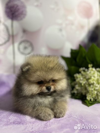 Померанский шпиц