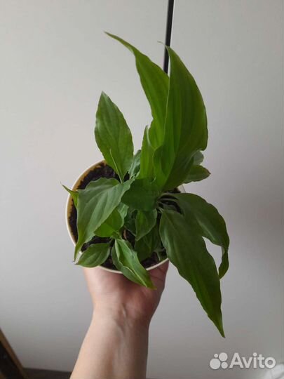 Спатифиллум пышные кустики плюс большие