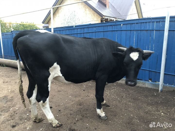 Телки нетели