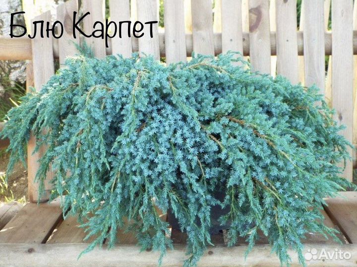 Можжевельник, туя, ель