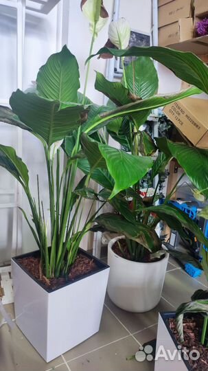 Спатифиллум