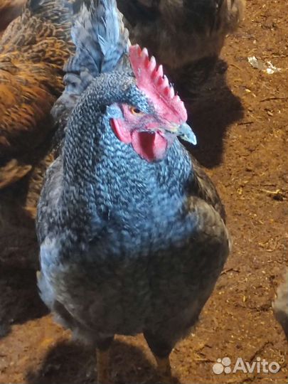 Петухи Брама, доминанта