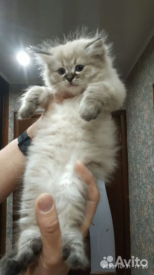Невская маскарадная