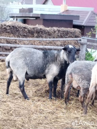 Баран на племя или на мясо