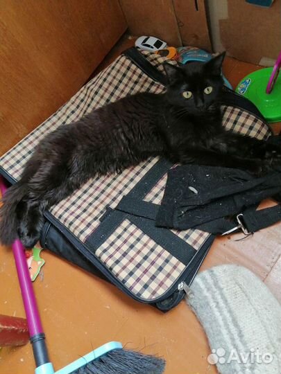 Красавица Маргоша ищет Дом