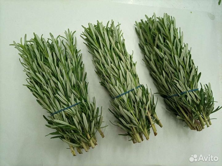 Зелень свежая