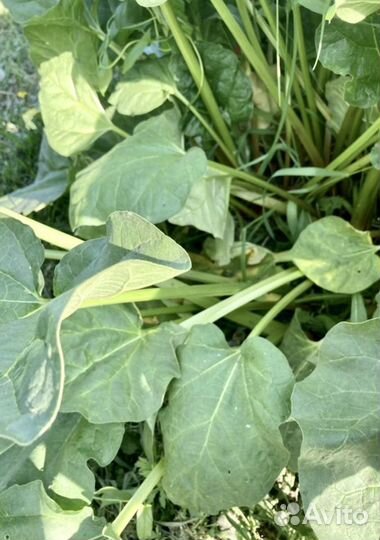 Ревень семена