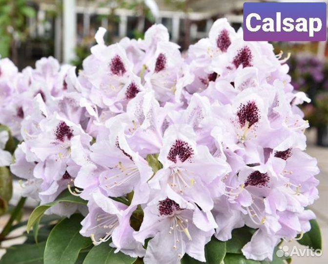 Рододендрон вечнозеленый