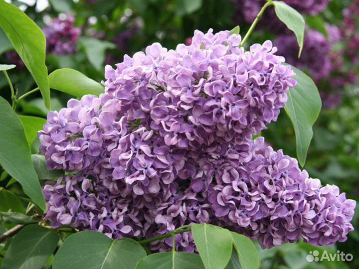 Многолетние цветы для сада, 50 видов