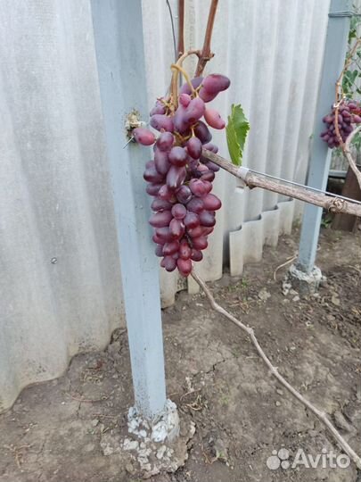 Саженцы винограда