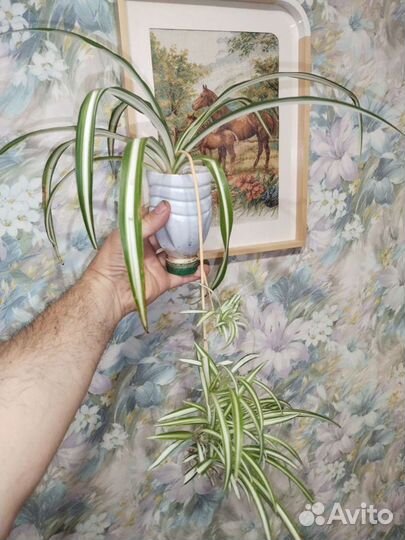 Хлорофитум