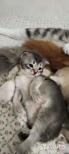 Сибирский котенок