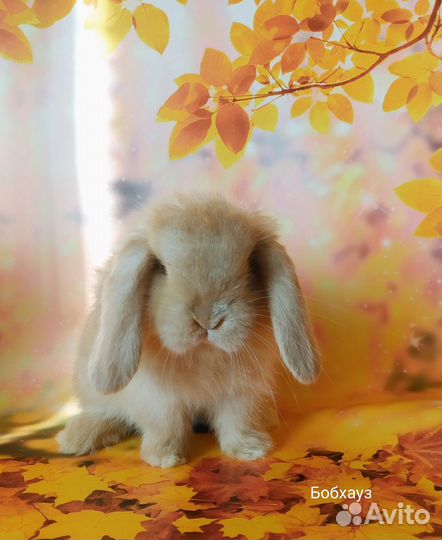 Малыши кролики