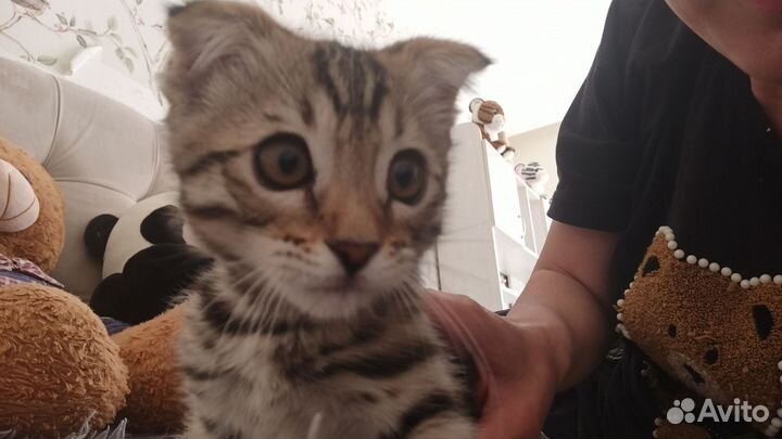 Котëнок