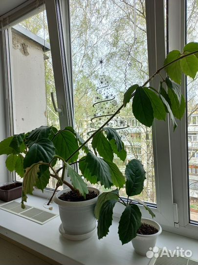 Тетрастигма вуанье (в продаже 2 фото)