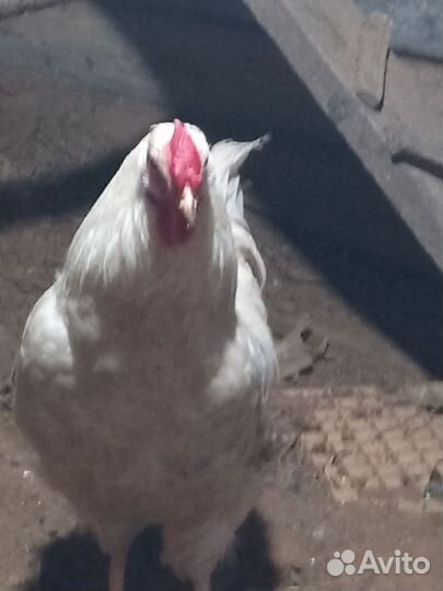 Петух 7 месяцев