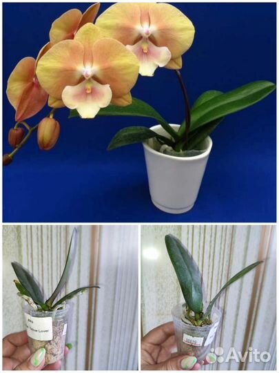 Азиатские орхидеи