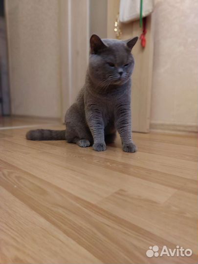 Ищет подругу короткошерстный британец