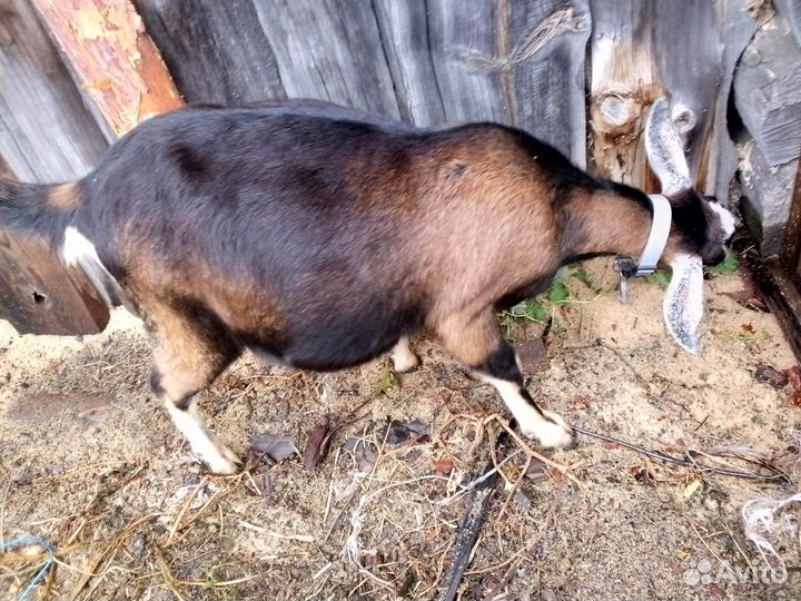 Козочки англо-нубийские