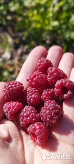 Саженцы ремонтантной малины