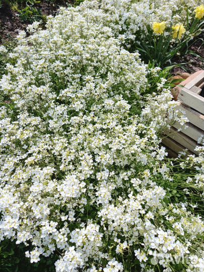 Арабис (резуха) 