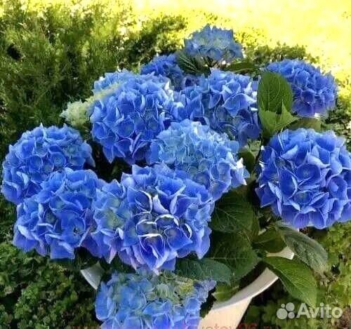 Гортензии и другие кустарники