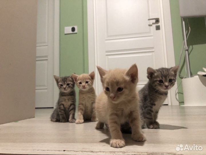 Котята в добрые руки