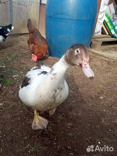 Продам молодых мальчиков индоутаки селезней