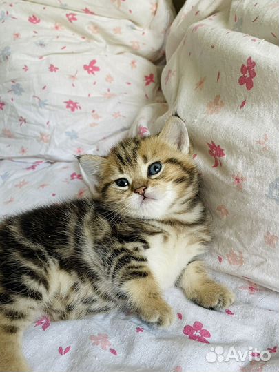 Шотландские котята