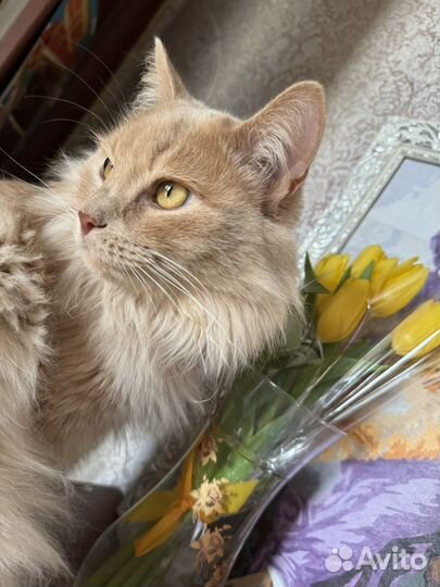 Кот сибирский метис