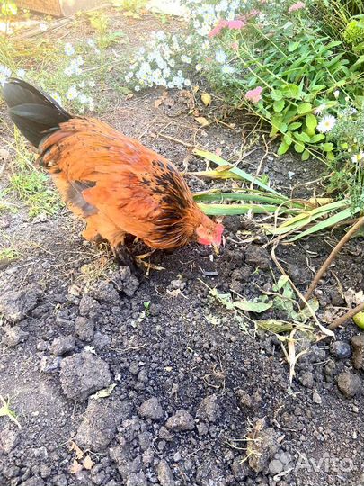 Молодой петушок или курочка Брама