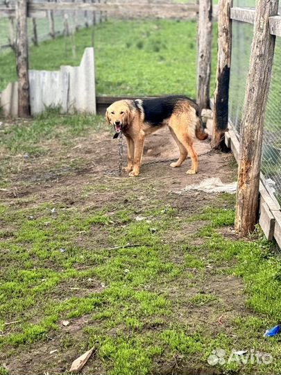 Русская Гончая