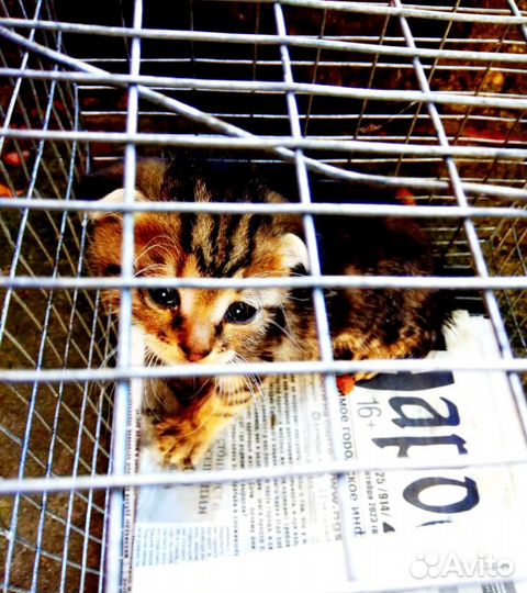 Котенок мальчик 3 недели