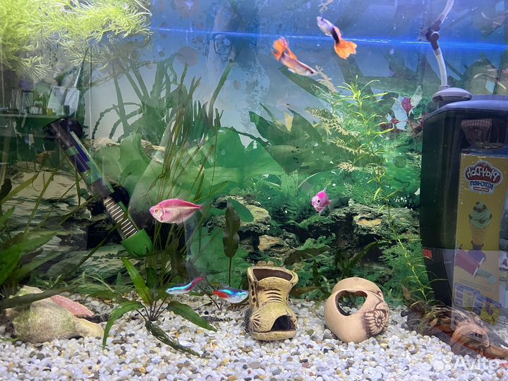 Аквариум с рыбками