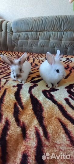 Декоративные кролики