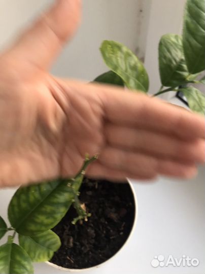 Лимон мейера