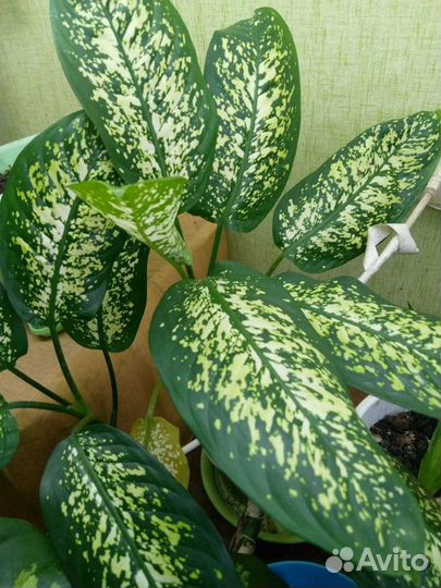 Диффенбахия