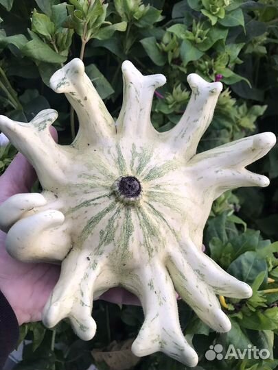 Тыква декоративная