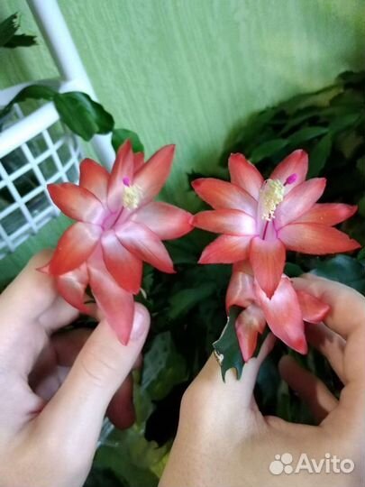 Декабрист-ассорти