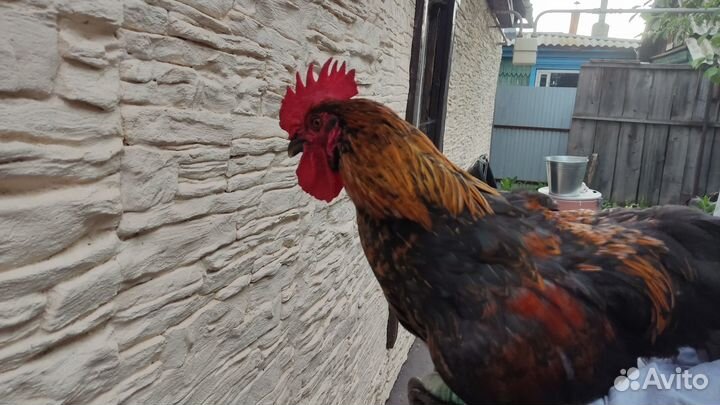 Молодые петухи