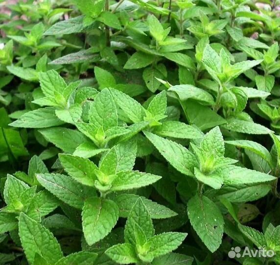 Мята свежая саженцы