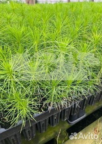 Зкс Сосна сеянцы Ели Лиственницы окс Голуб Горная