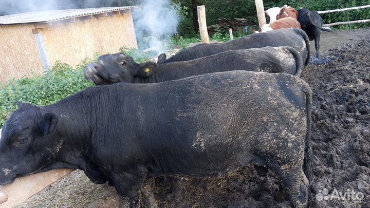 Быки на мясо и на племя