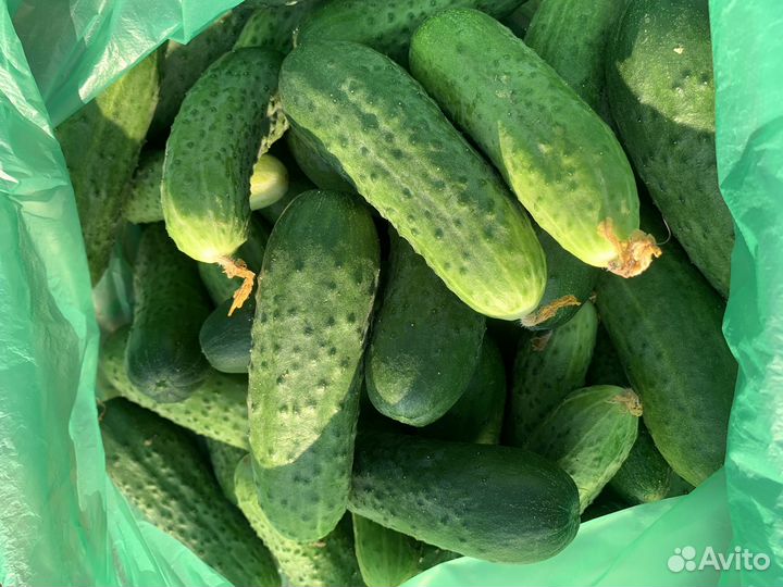 Сладкие и вкусные огурцы Герман и Фермер