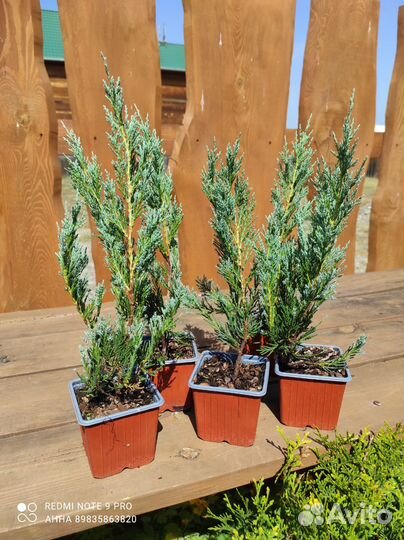 Можжевельник скальный Блю Эрроу саженцы садовые