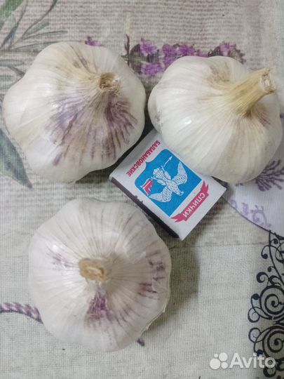 Яровой чеснок и лук шалот на посадку