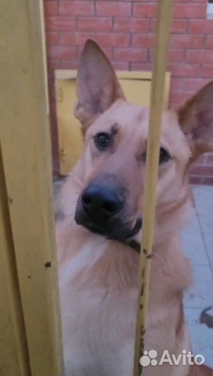 Красивая рыжая собака бесплатно в добрые руки