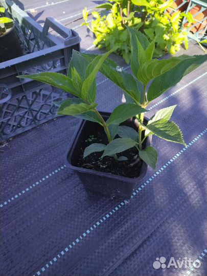 Гортензия метельчатая