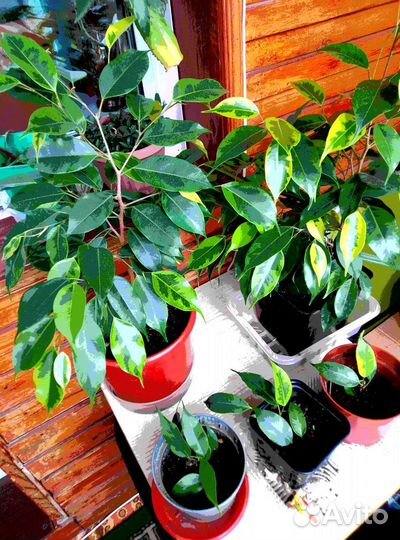 Фикус бенджамина пестролистный